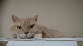 DSC_4916.JPG