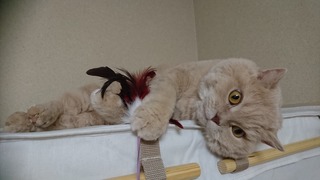DSC_4933.JPG